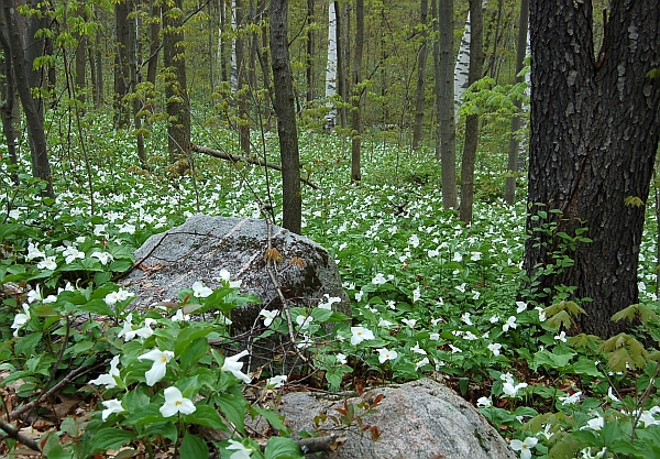 Early Spring Forest Flower In Southern Ontario - Trilliums